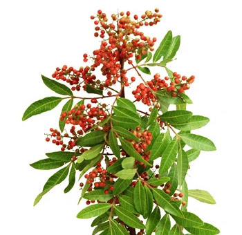 Berries